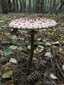 Nagy őzlábgomba (Macrolepiota procera), Pilis